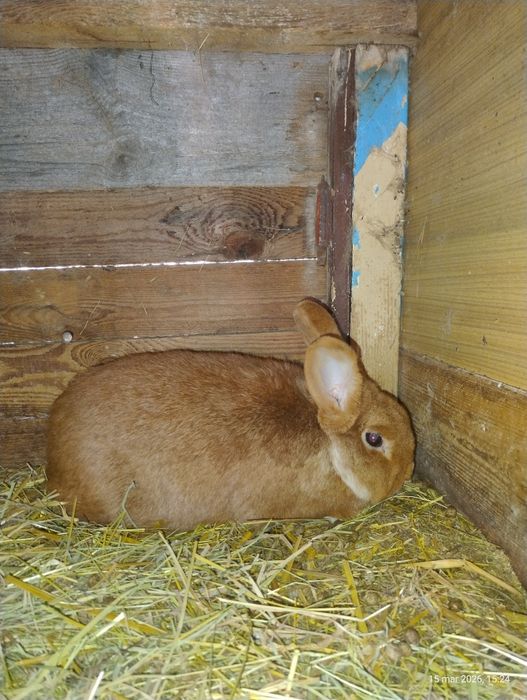 Samiczka czerwona nowozelandzka