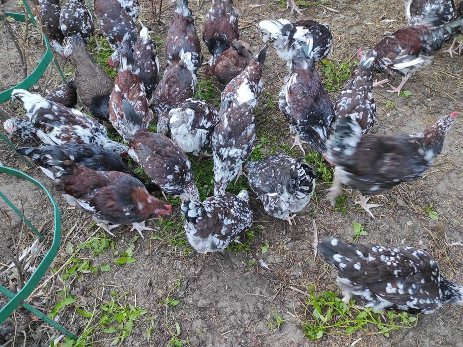 Продаю курі молоді лівенські ситцеві вік 5 місяців