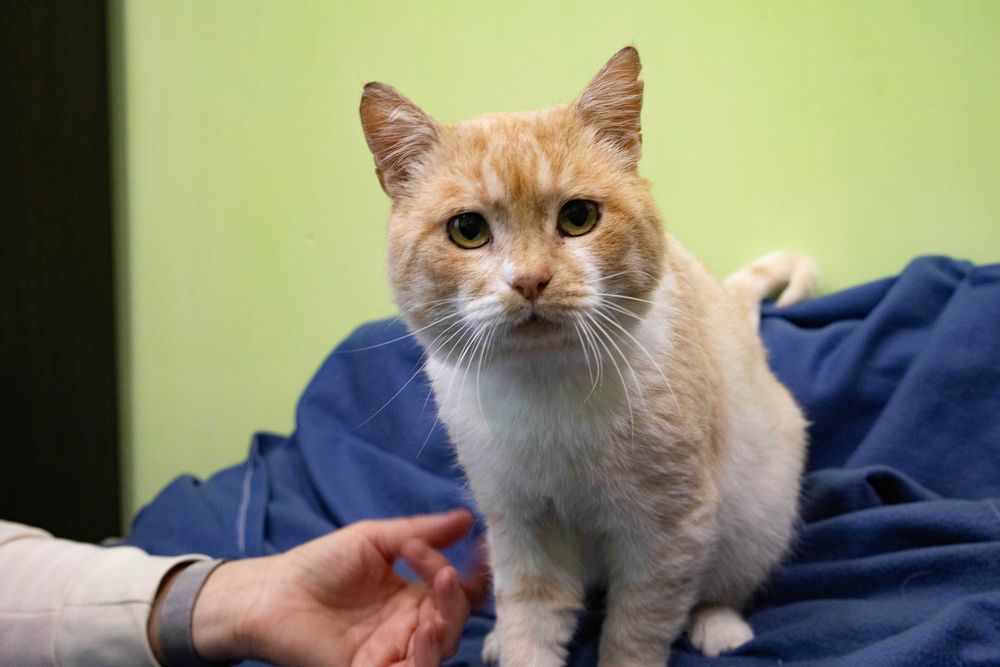 Котик молоди, кіт рудий