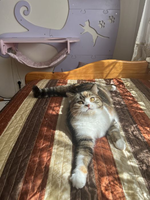 Scottish straight femea