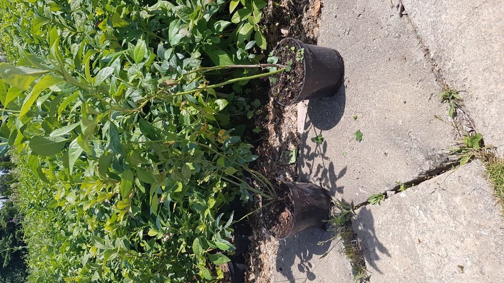 Borówka amerykańska, Jagoda kamczacka, certyfikat CAC