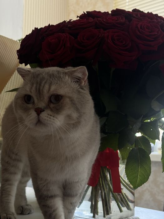 Вязка (кот). Серебристая шиншилла