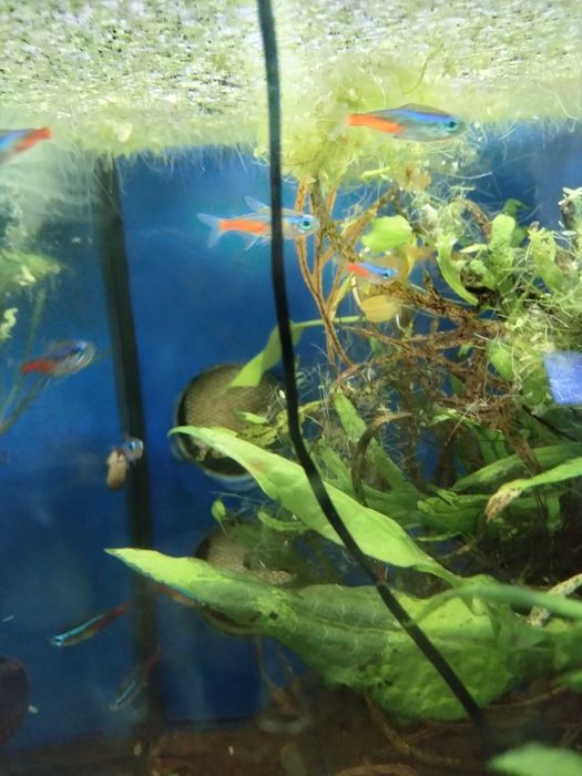 Néons Cardinal Grandes muito bonitos