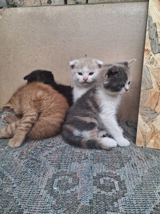 Продамо Кошенят британців