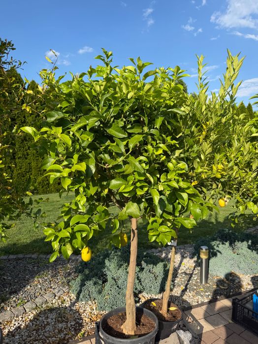 Drzewka Owocowe | Cytryna Limonka Mandarynka Kumkwat Granat Pomarańcza | Palmania