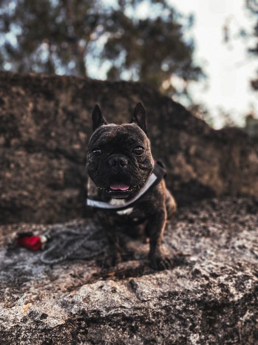 Pet Sitting  - cuidadora