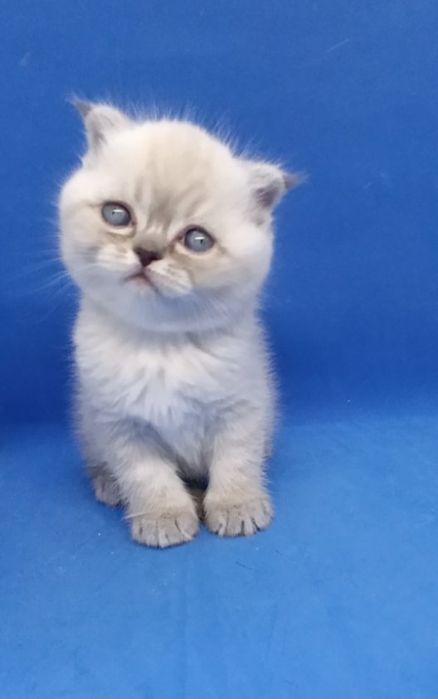 Скотиш фолд , вислоухий , шотландский
