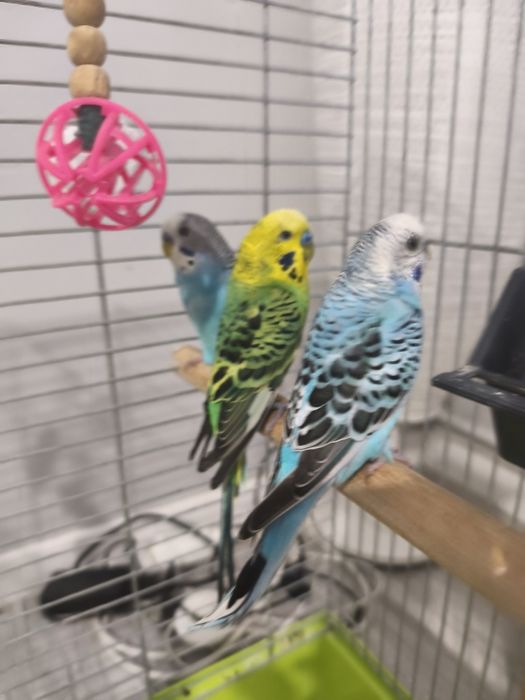 Młode faliste 2 oswojone