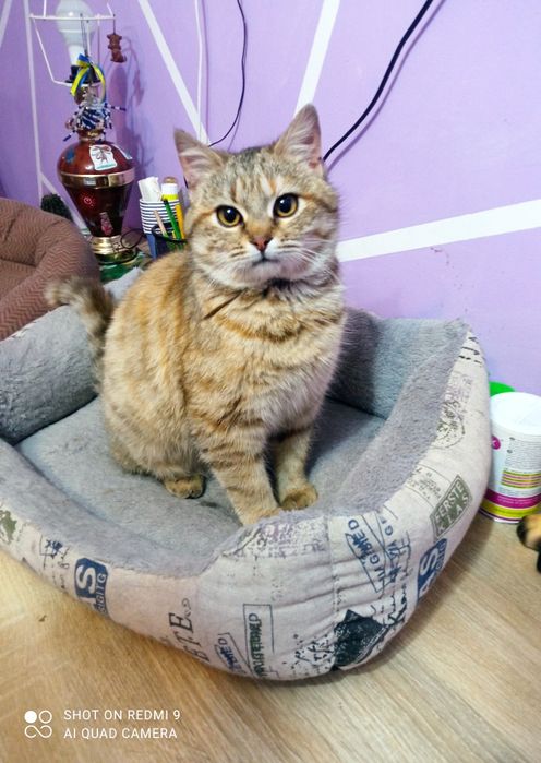 Даша проситься в сім'ю