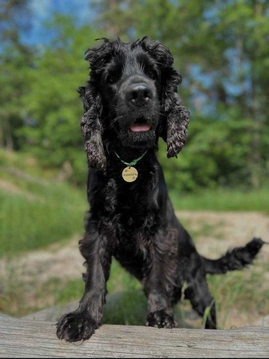 Хлопчик англійського кокер-спанієля ЄС є