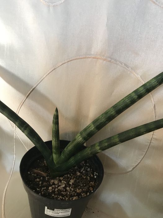 Sansewieria cylindrica tzw „palczasta”