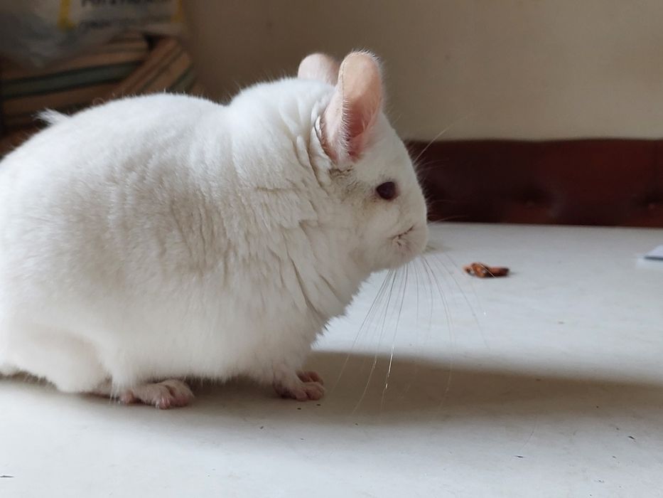 Домашні ручні гризуни