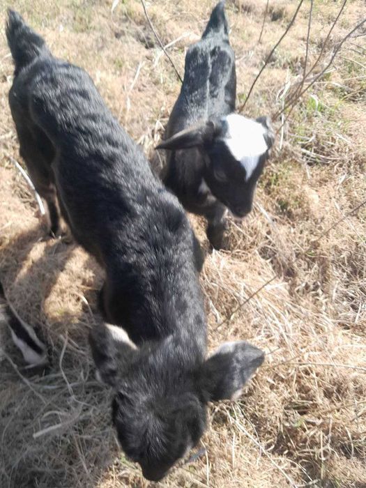 Продам КОЗЕНЯТ від 100 до 500 грн.