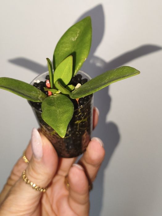 Hoya Pachyclada snow lotus