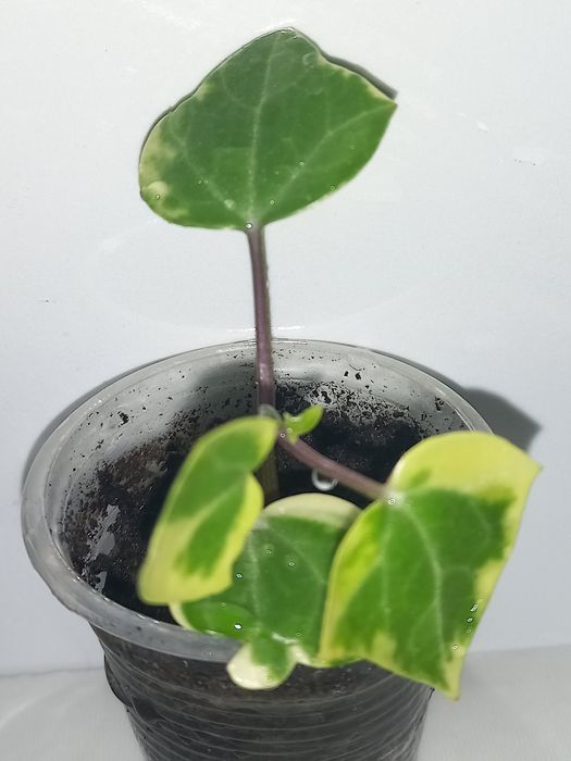 Кімнатні рослини