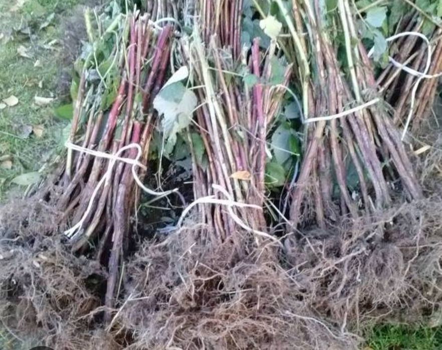 Sadzonki malin odmiana mapema i marawilla