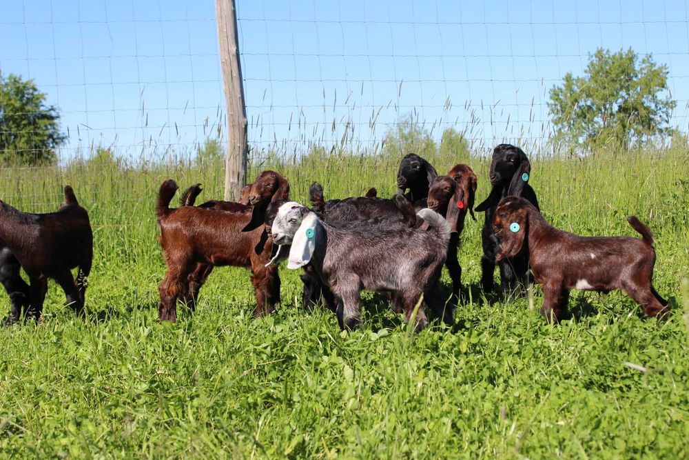 Кози козенята Шамі