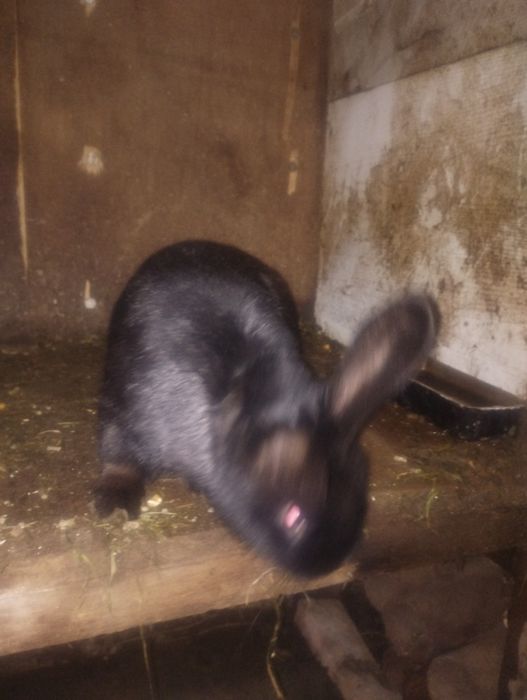 Продам або обміняю кроля