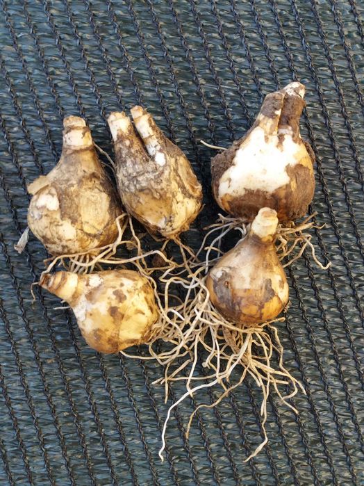 Нарцисс простой Лике