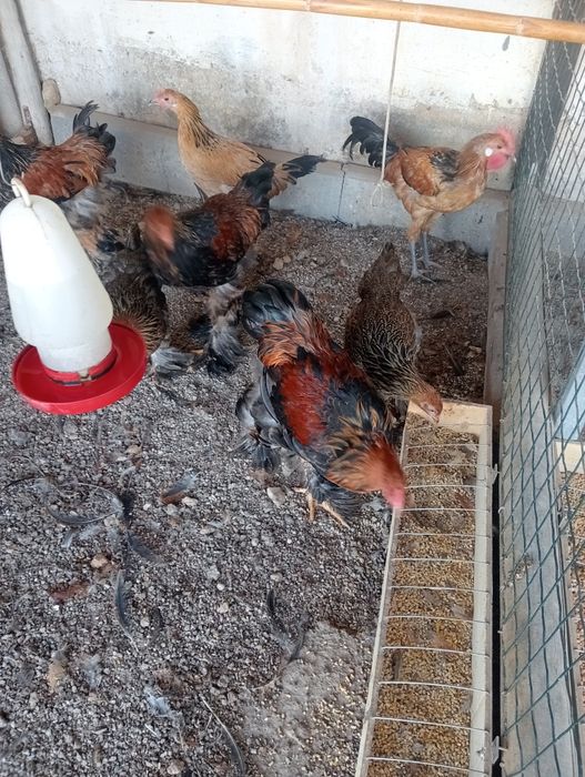 Casais de aves com 6 meses