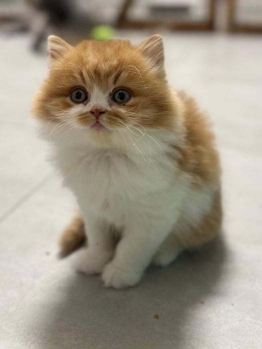 Śliczny Kocurek długowłosy REZERWACJA