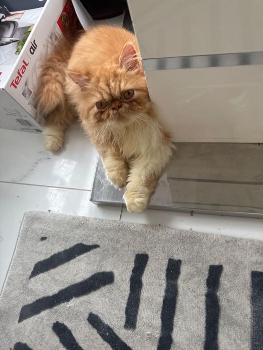 Персидский котик лучший
