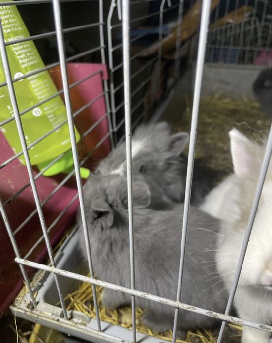 Coelhos anoes muito bonitos alguns de olhos azuis