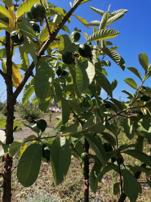 Goiabeira vermelha e branca