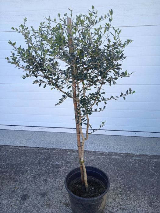 Vendo oliveiras bonitas para jardim