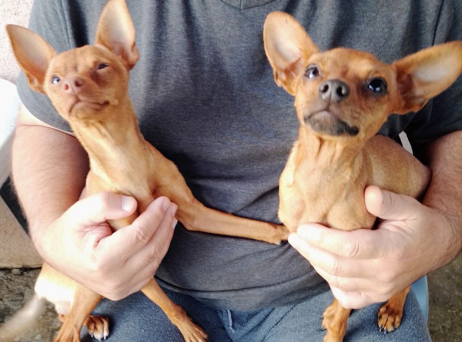 Хлопчики той терьера