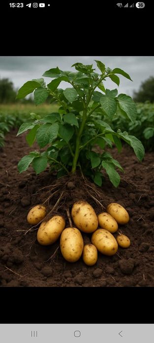 Картопля мелоді посадкова середньопізня