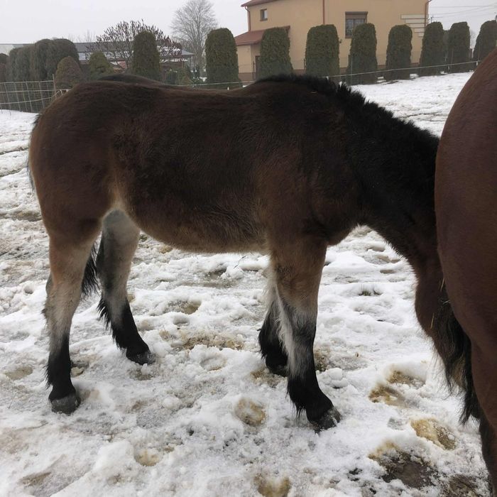 Źrebica zimnokrwiste