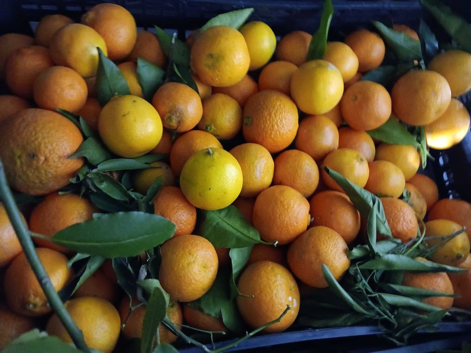 Frutas do Poceirão (faço entregas também)