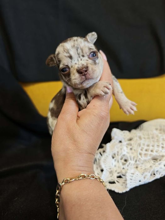 Chihuahua choco merle samiec