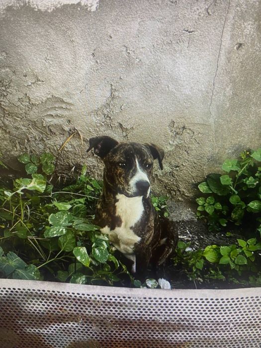 Безкоштовно в добрі руки!