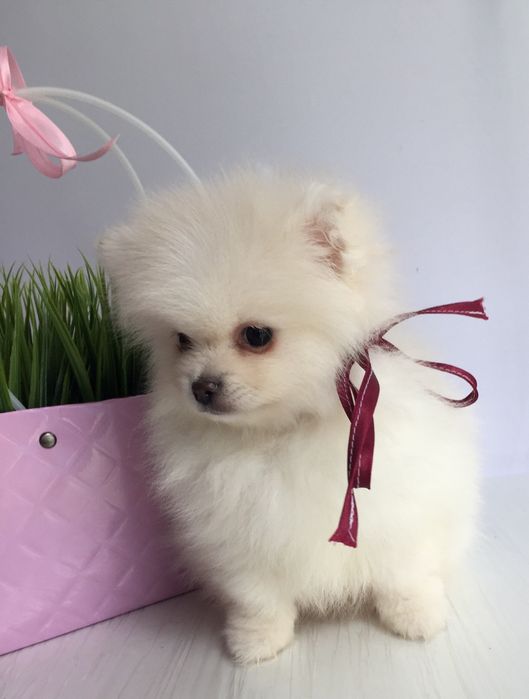 Прекрасні  Шпіци VIP  Хлопчики та Дівчатка