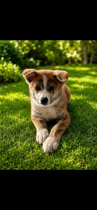Szczenię Akita Inu