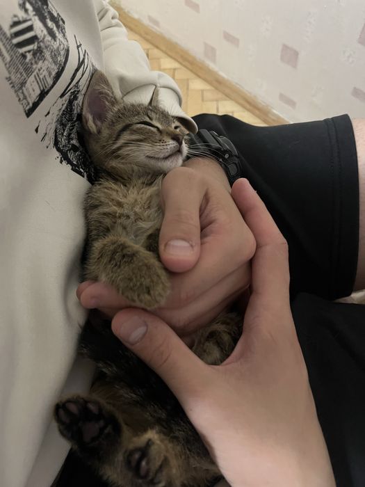 Кошеня шукає сімʼю