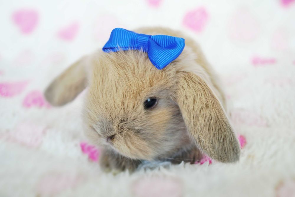 Do odbioru Królik króliki Mini lop z dokumentacją