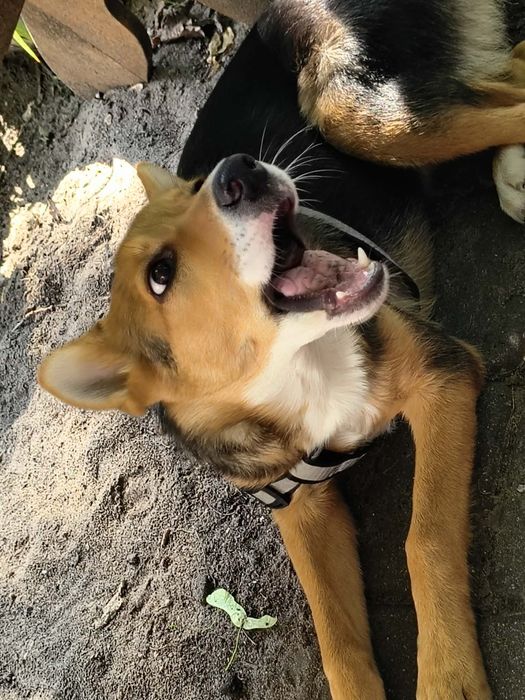 Tola sunia do adopcji