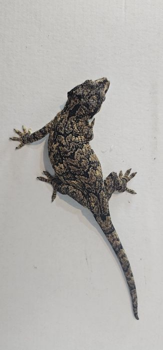 Gekony nadwyżka rożne gatunki