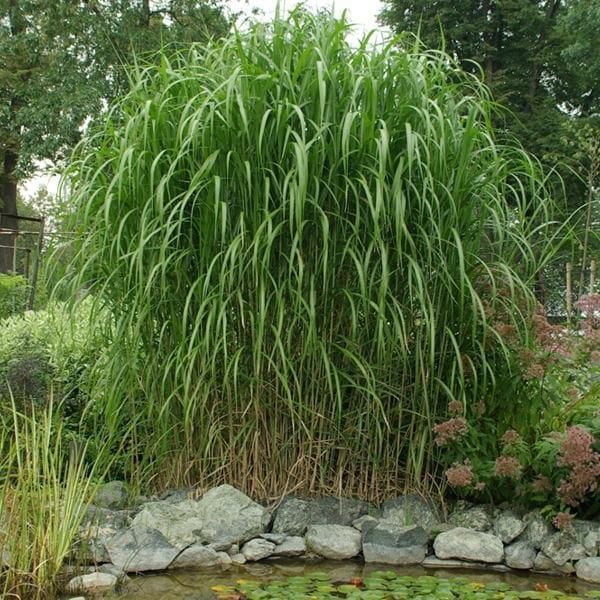Miskant olbrzymi giganteus sadzonki w doniczce dorasta do 4m