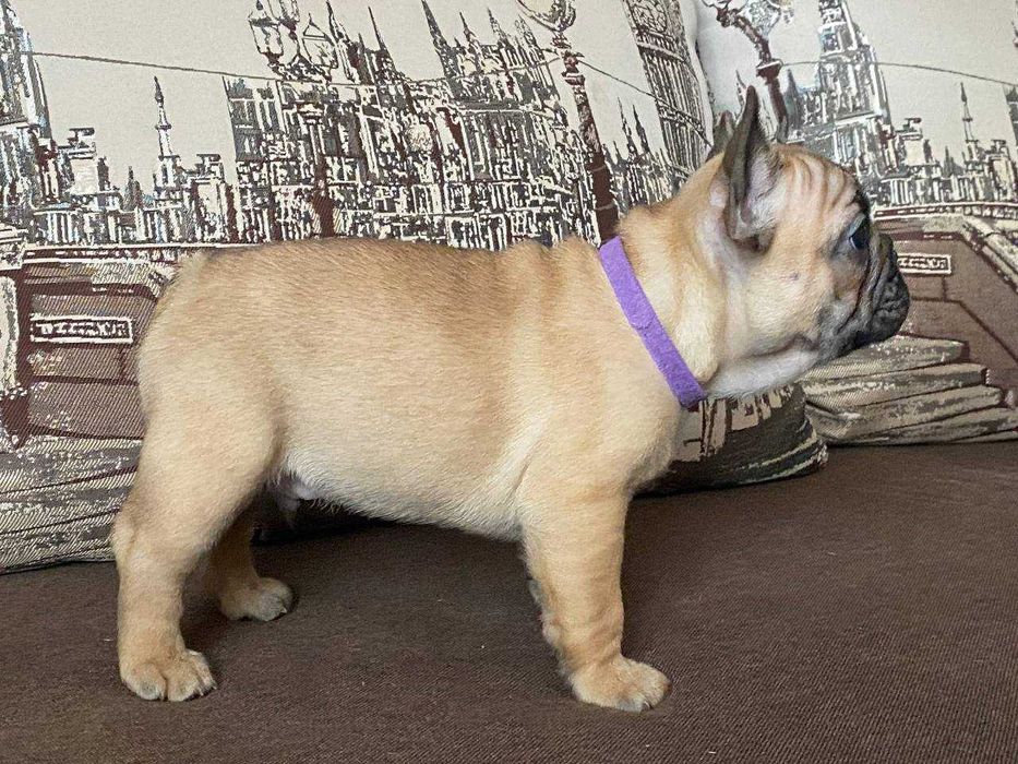 Французькі бульдоги з документами КСУ-FCI