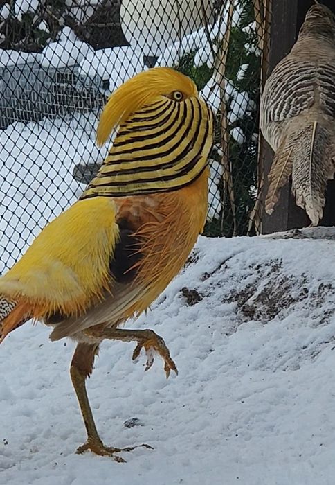 Jaja lęgowe bażant bananowy