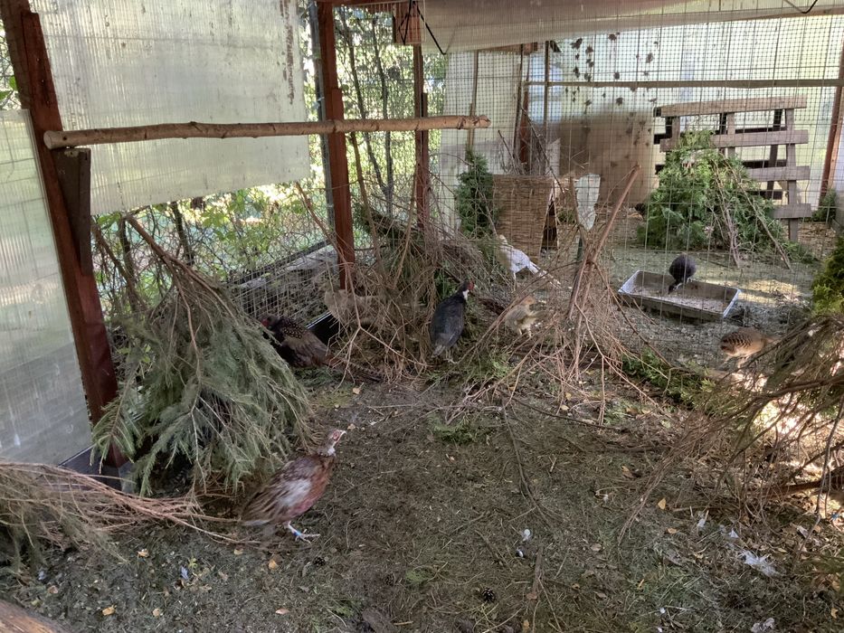 Bażanty różne samce.