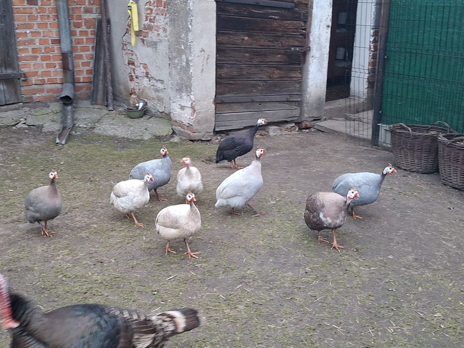 Perliczki perliki