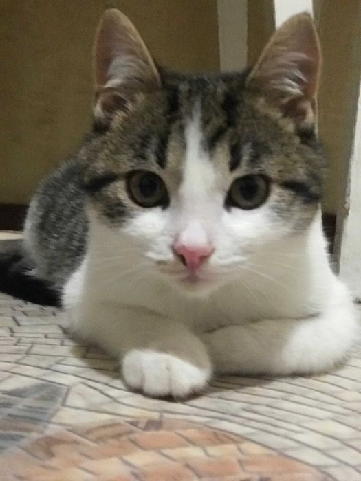 віддам котика у добрі руки