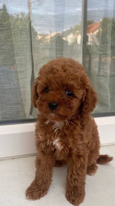 Мальтипу супер мінічки