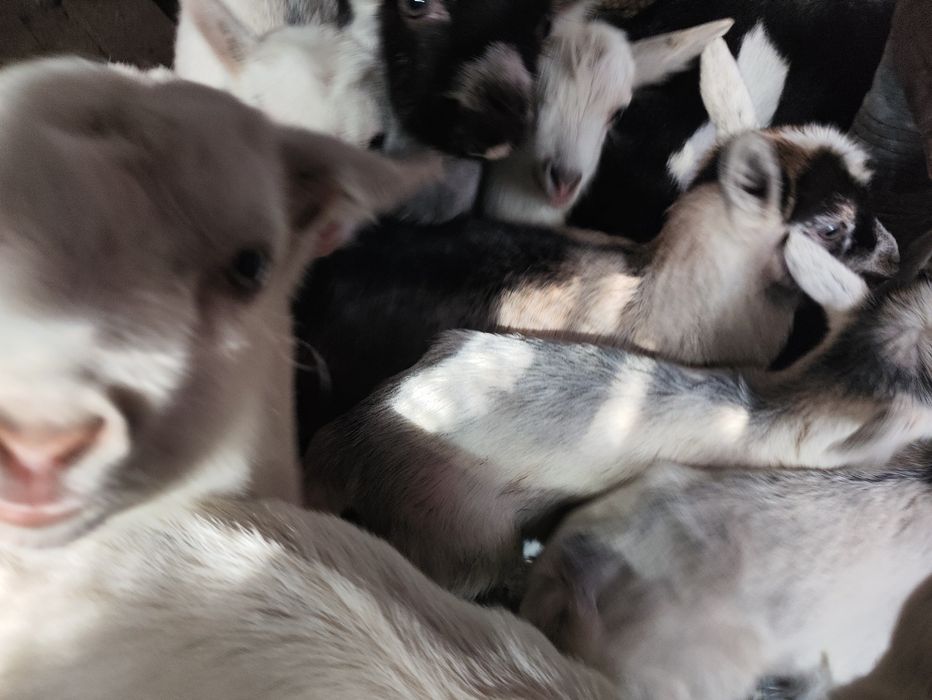 Кози, козенята, козочки, козли