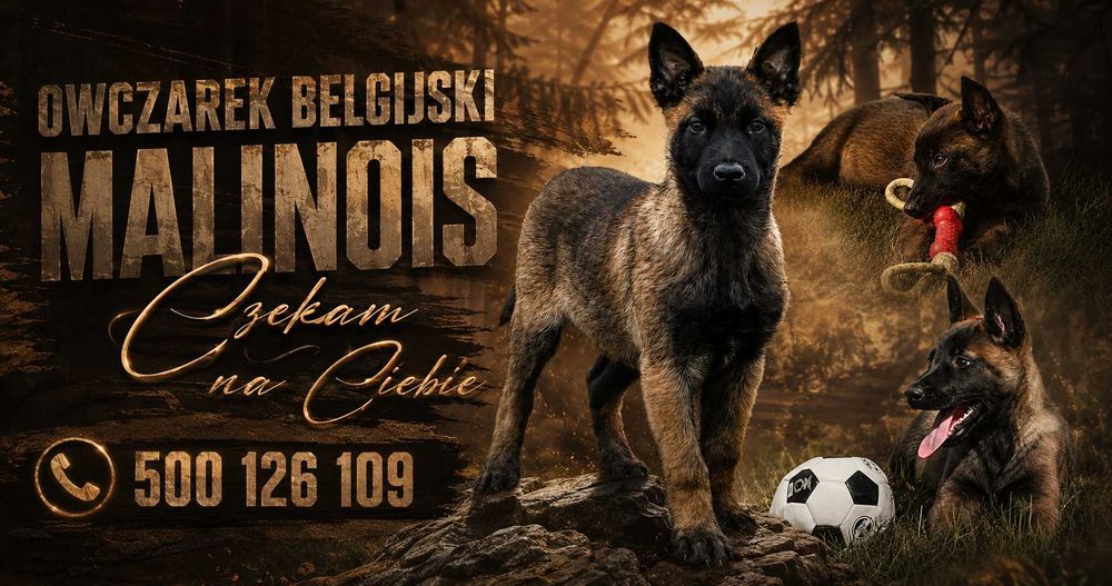 Owczarek Belgijski Malinois – szczeniak z rodowodem